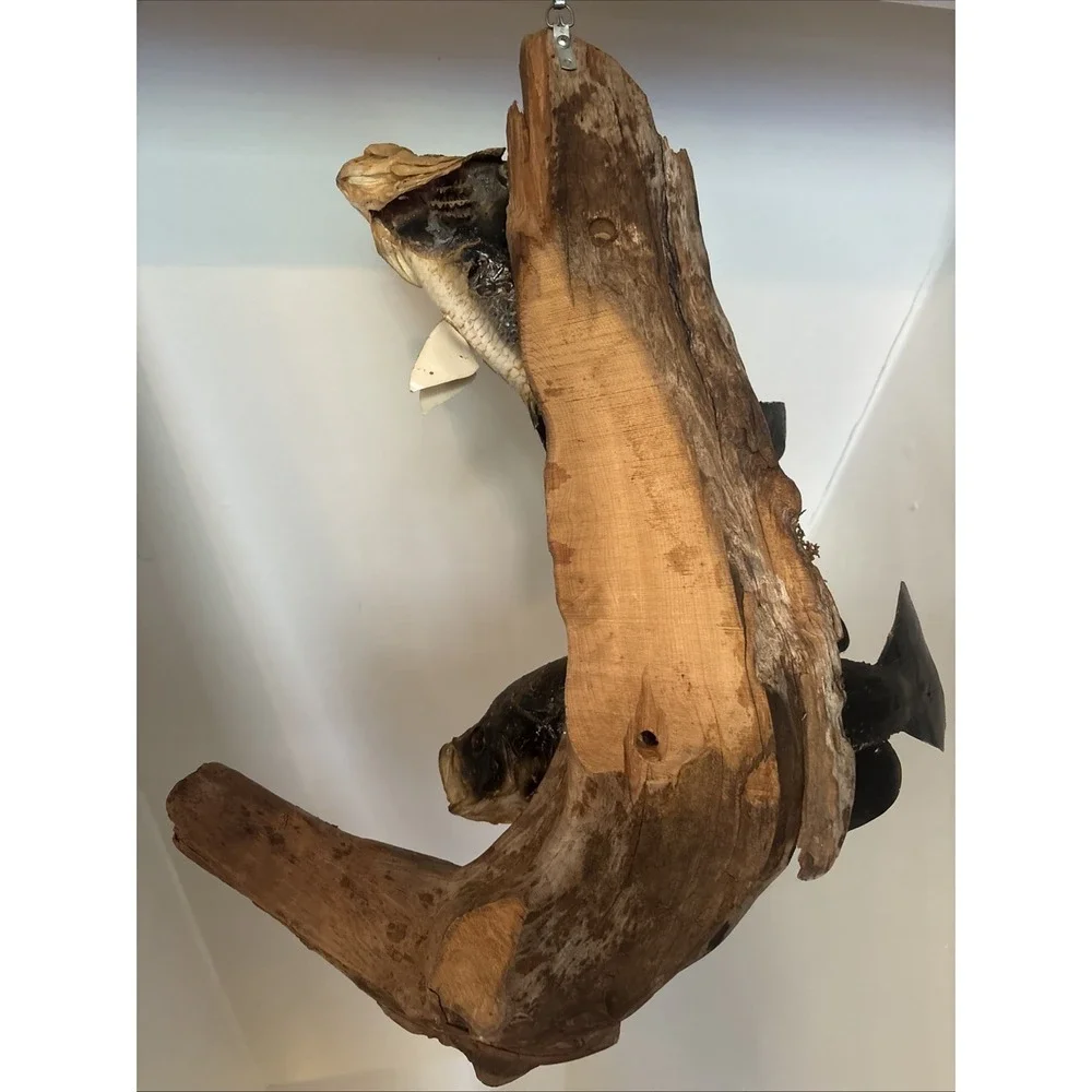 2 Fish Taxidermy Wall Mount on Driftwood (Crappie? Smallmouth Bass? - 14